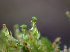 Tetraphis pellucida