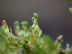 Tetraphis pellucida