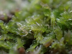 Cephalozia bicuspidata