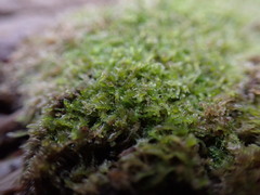 Cephalozia bicuspidata