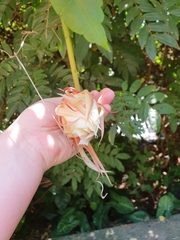 Epiphyllum oxypetalum