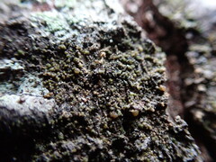 Protoparmelia ochrococca