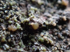 Protoparmelia ochrococca