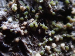 Protoparmelia ochrococca