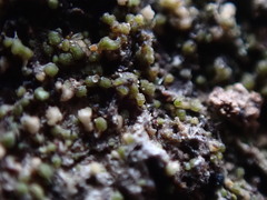 Protoparmelia ochrococca