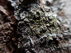 Protoparmelia ochrococca