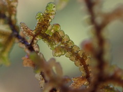 Frullania nisquallensis