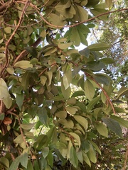 Hydrangea serratifolia