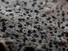 Arthonia radiata