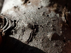 Arthonia radiata