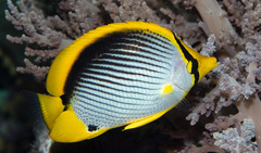 Chaetodon melannotus
