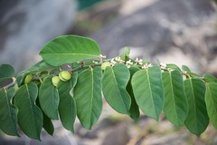 Dalbergia ecastaphyllum