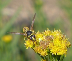 Eumenes crucifera
