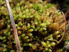 Aulacomnium androgynum