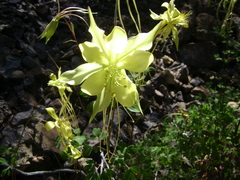 Aquilegia longissima