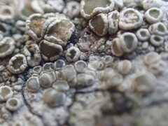 Lecanora pacifica