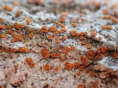 Athallia pyracea