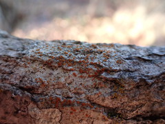 Athallia pyracea