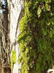 Homalothecium fulgescens