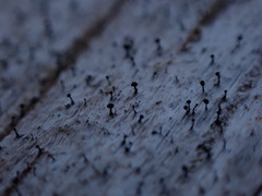 Mycocalicium subtile