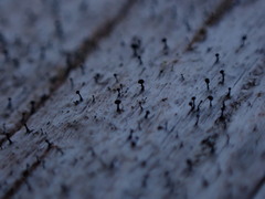 Mycocalicium subtile