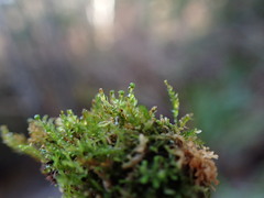 Tetraphis pellucida