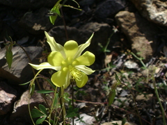 Aquilegia longissima