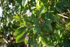 Tabebuia heterophylla