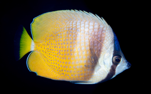 Blacklip Butterflyfish