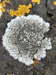 Dimelaena