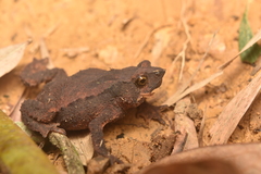 Rhinella ruizi