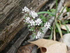 Erigenia bulbosa