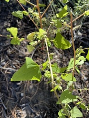 Chenopodium fremontii