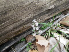 Erigenia bulbosa