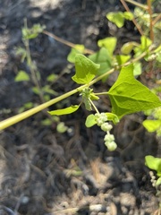 Chenopodium fremontii