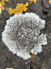 Dimelaena