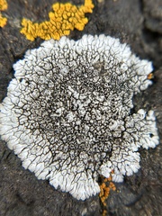 Dimelaena