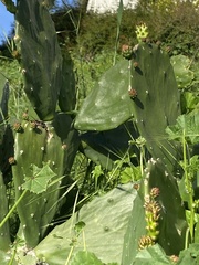Opuntia cochenillifera