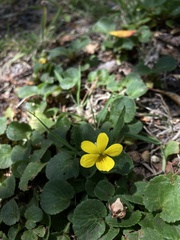 Viola magellanica