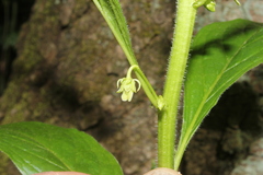 Hybanthus concolor