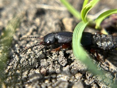 Dinothenarus saphyrinus