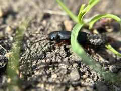 Dinothenarus saphyrinus