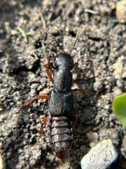 Dinothenarus saphyrinus