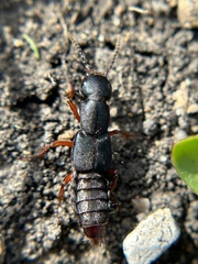 Dinothenarus saphyrinus