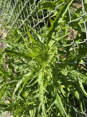 Malacothrix saxatilis