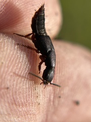 Dinothenarus saphyrinus