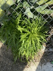 Malacothrix saxatilis