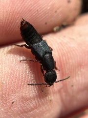 Dinothenarus saphyrinus