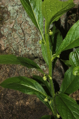 Hybanthus concolor