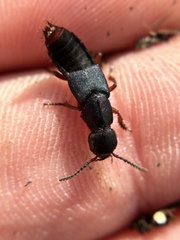 Dinothenarus saphyrinus